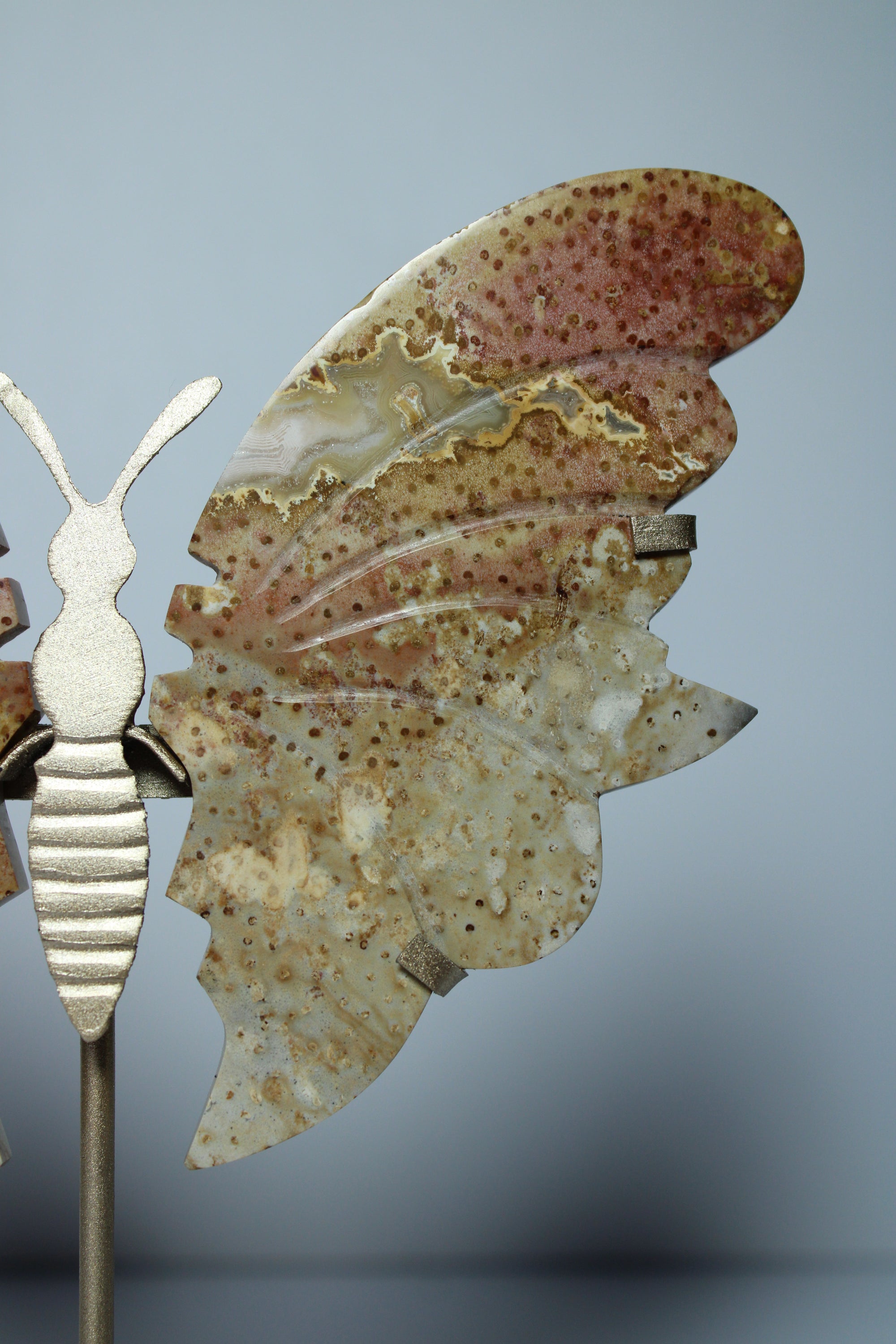 Palmroot butterfly on stand