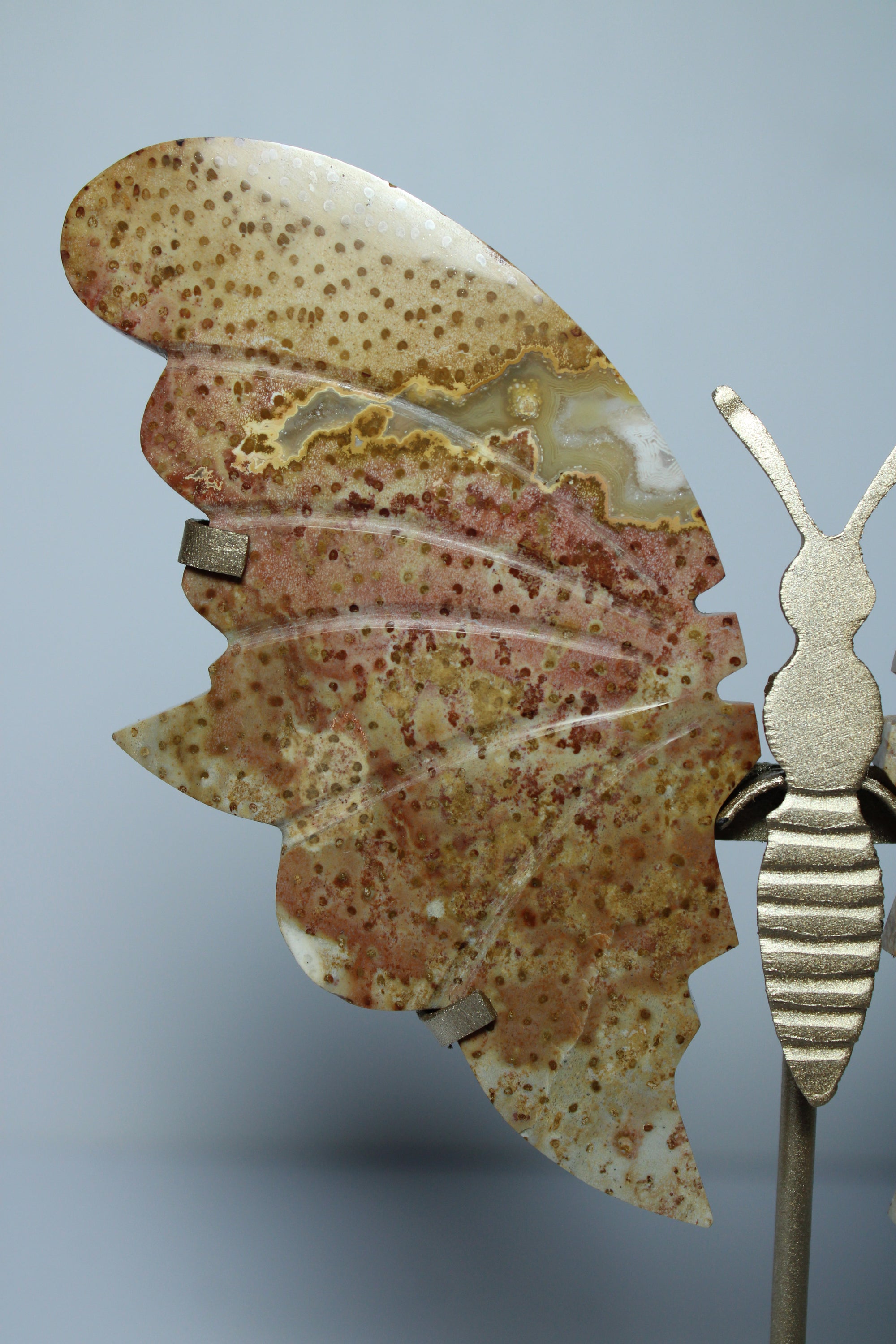 Palmroot butterfly on stand
