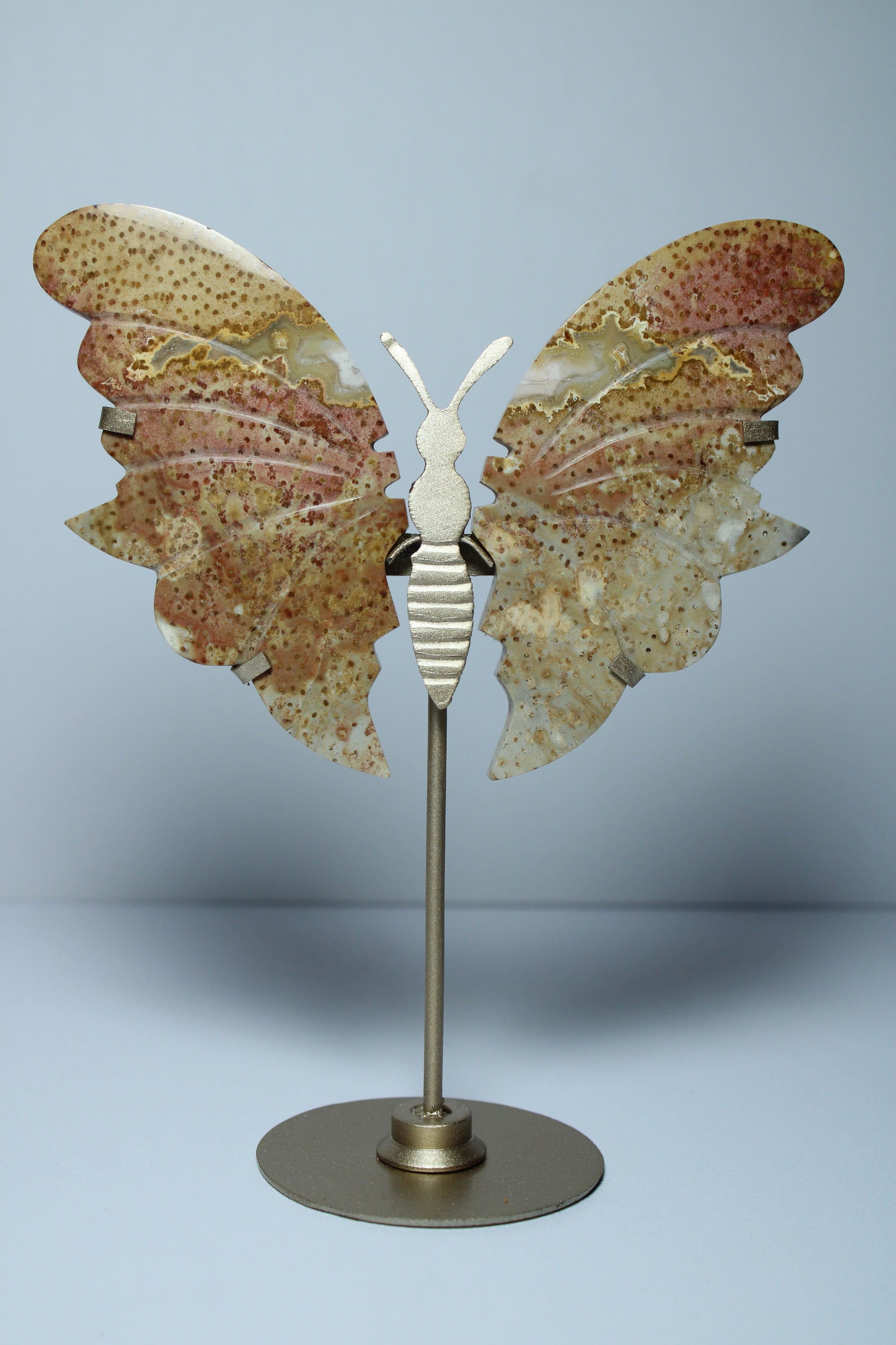 Palmroot butterfly on stand