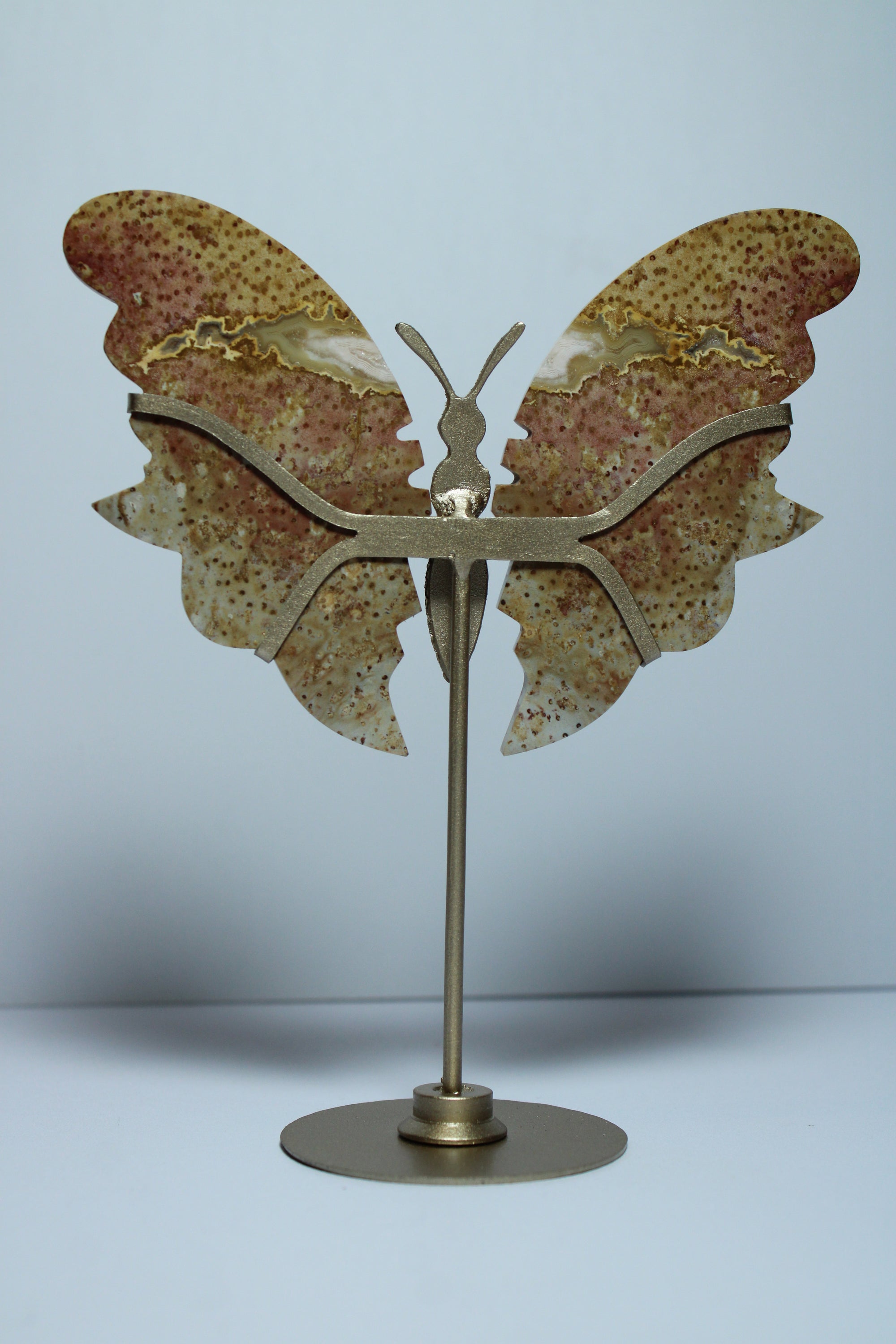 Palmroot butterfly on stand