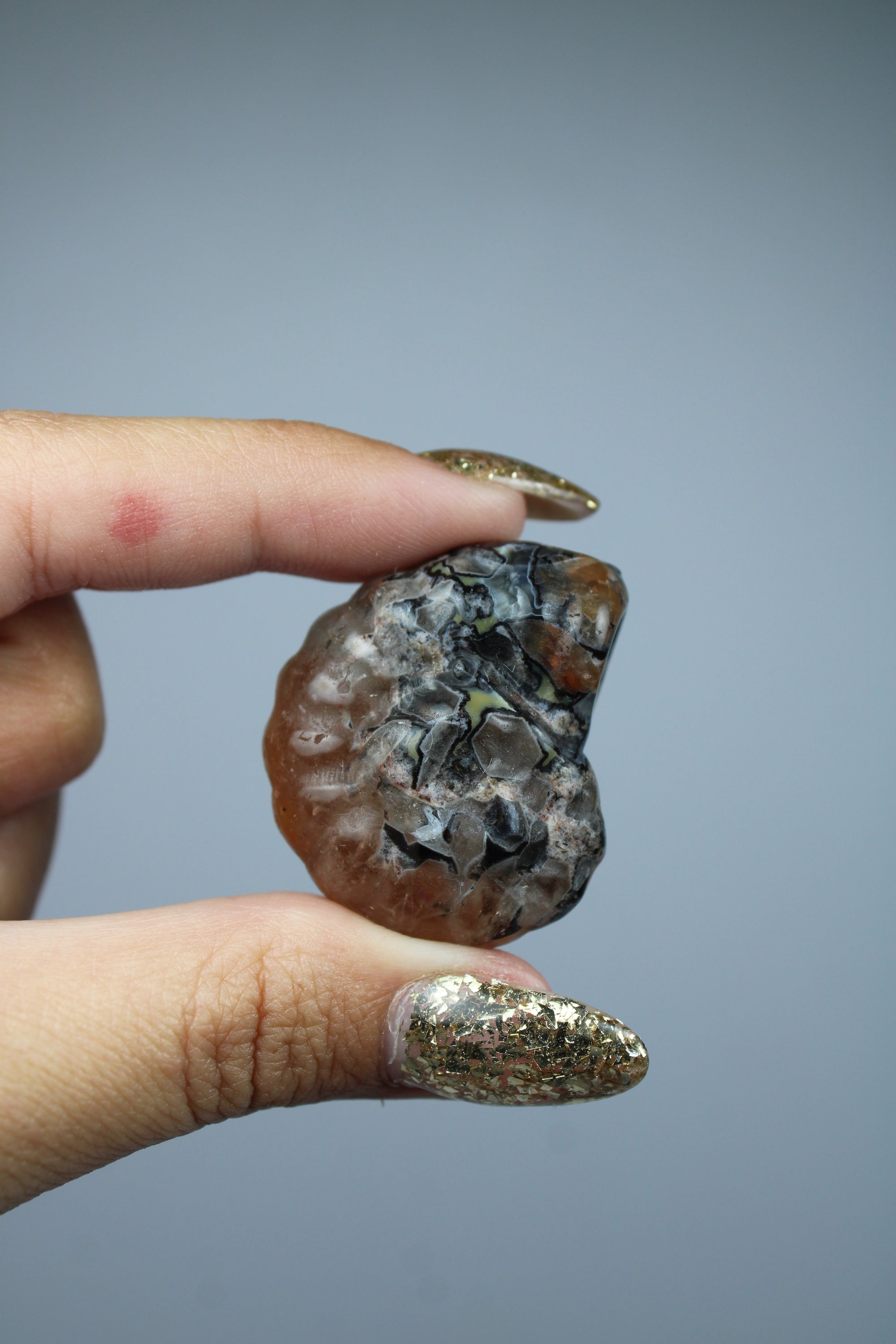 Ibis agate shell