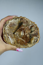 Versteend hout schijf