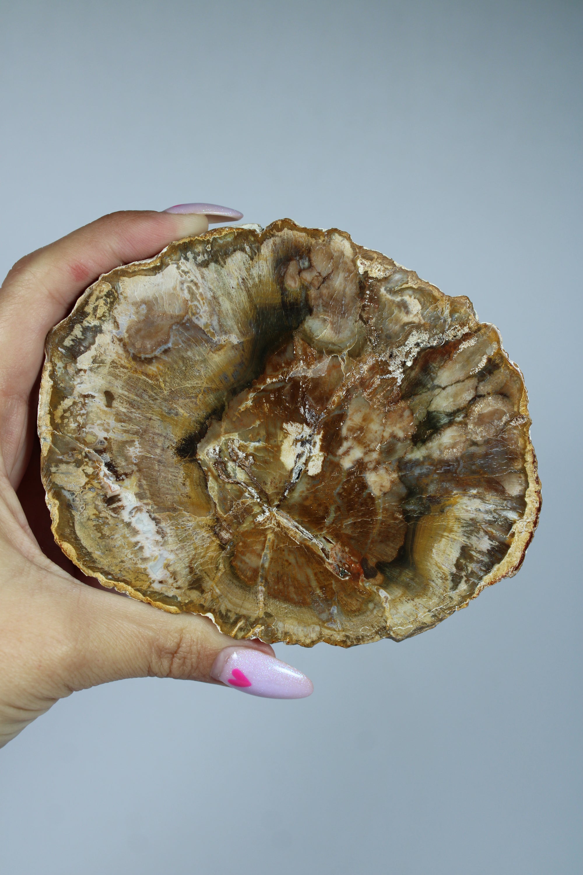 Versteend hout schijf