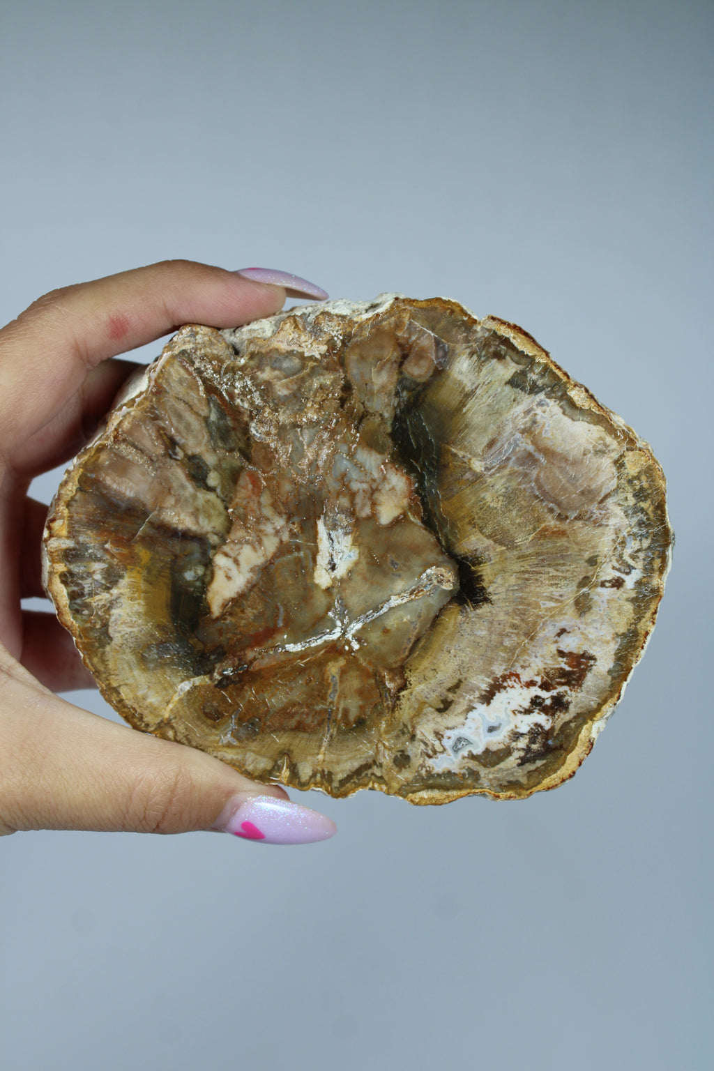 Versteend hout schijf