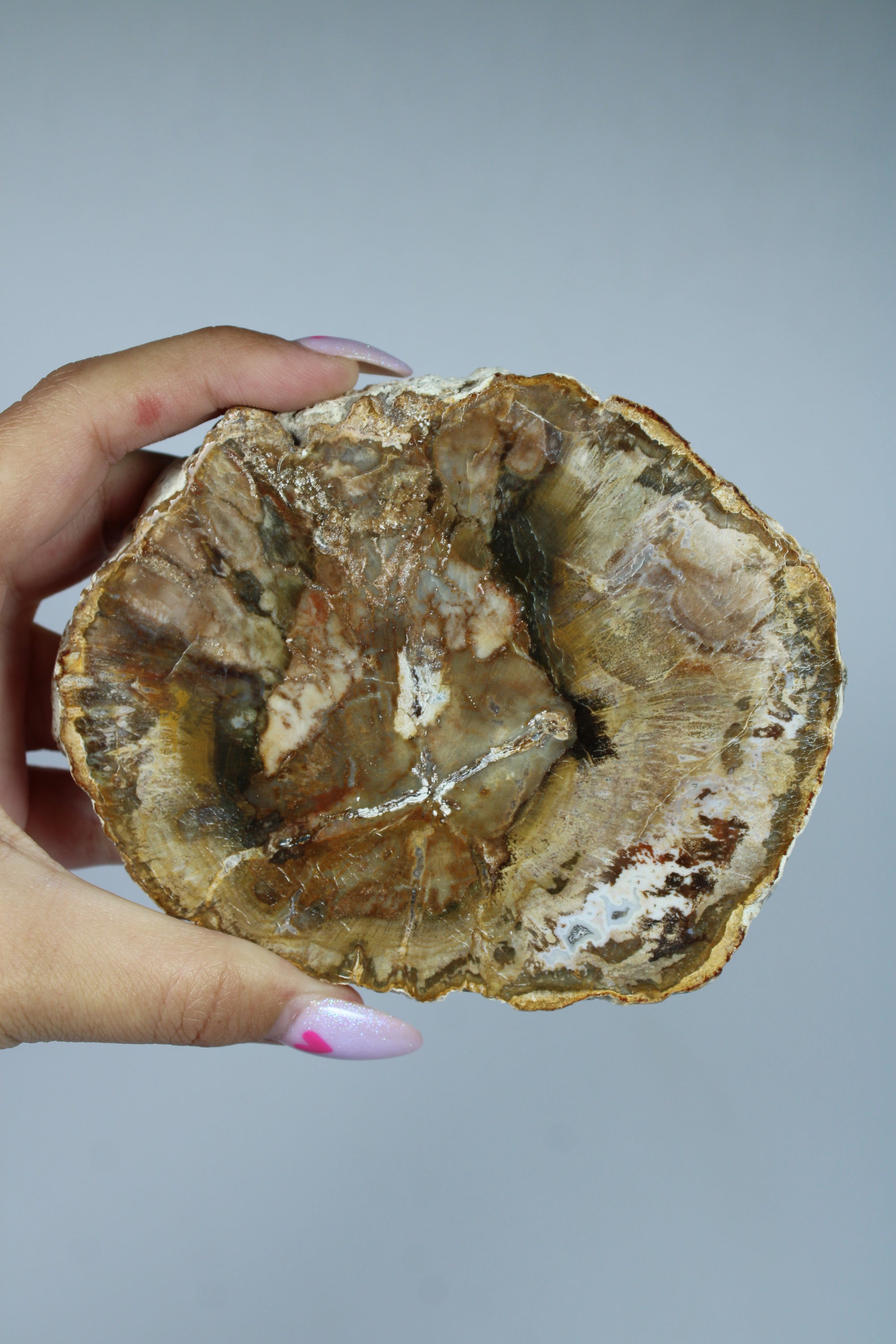 Versteend hout schijf