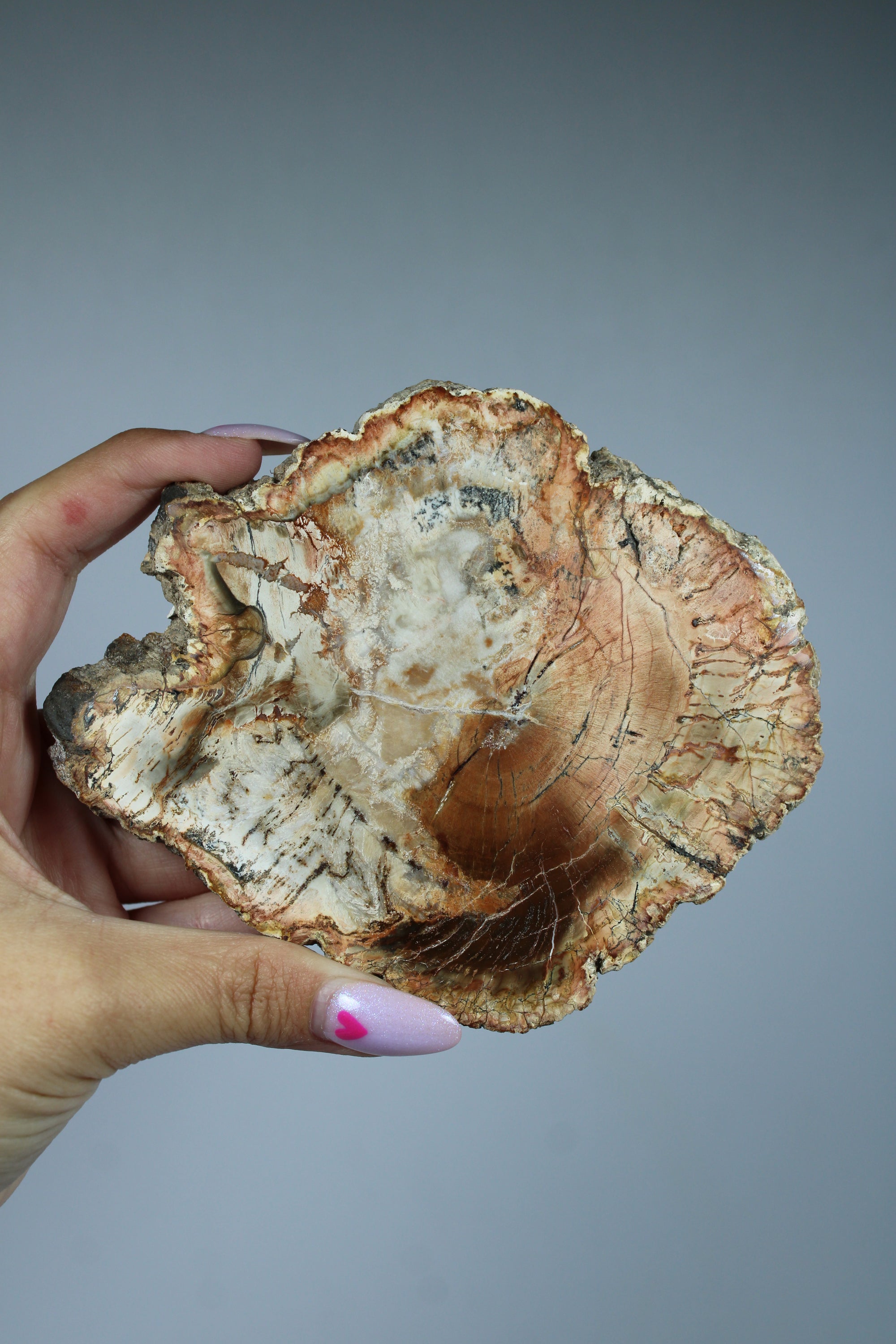 Versteend hout schijf