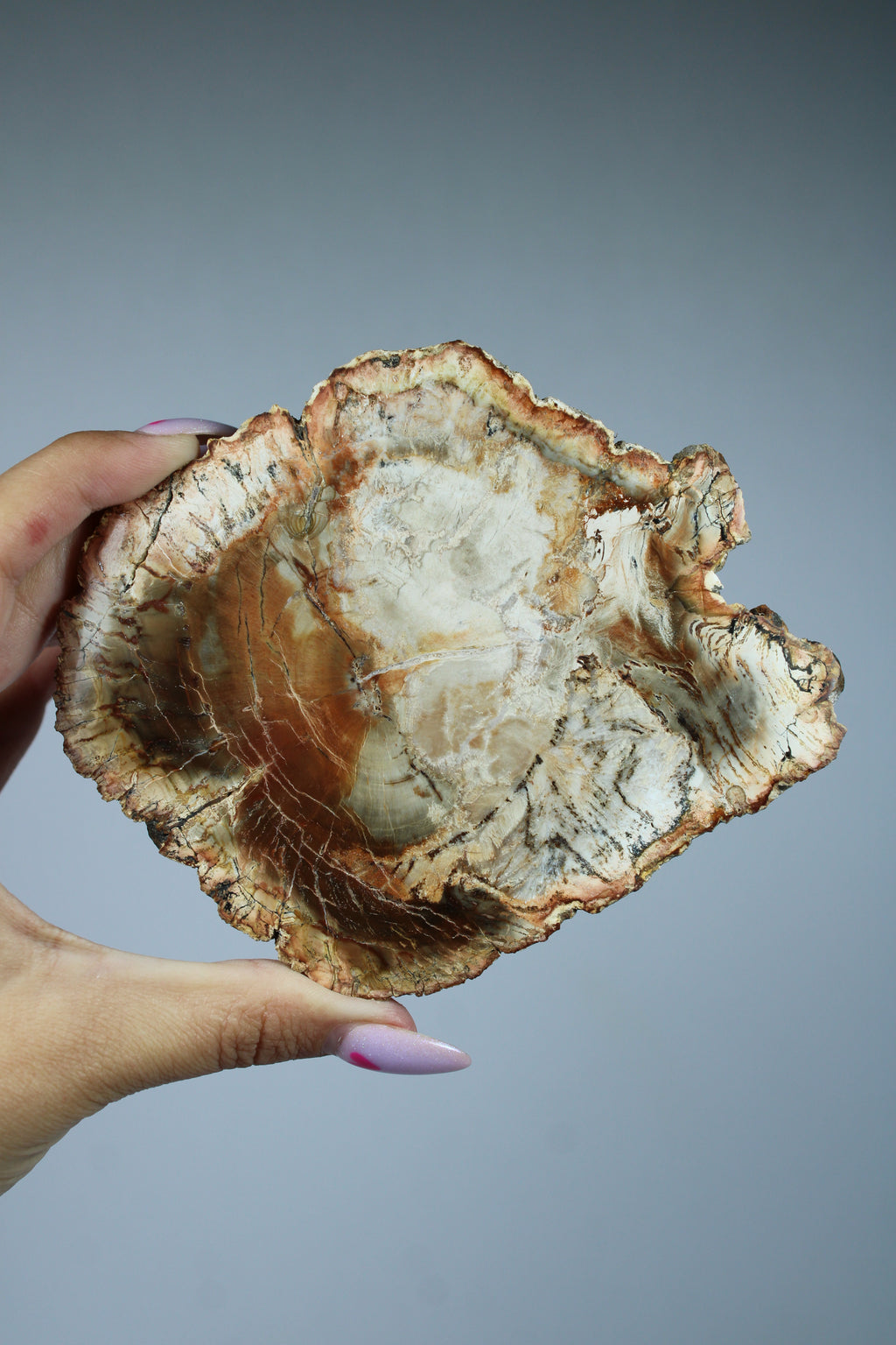 Versteend hout schijf