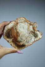 Versteend hout schijf